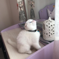Scottish Fold, Kedi  Casper fotoğrafı