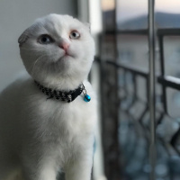 Scottish Fold, Kedi  Casper fotoğrafı