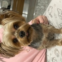 Yorkshire Terrier, Köpek  Timo fotoğrafı