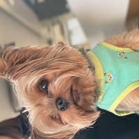 Yorkshire Terrier, Köpek  Timo fotoğrafı