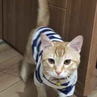 Sarman, Kedi  Leo fotoğrafı