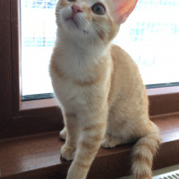 Sarman, Kedi  Leo fotoğrafı