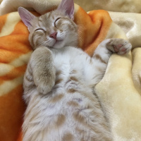 Sarman, Kedi  Leo fotoğrafı
