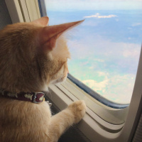 Sarman, Kedi  Leo fotoğrafı