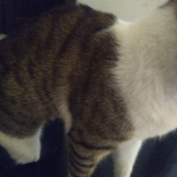 Tekir Kedi, Kedi  Bacaksız fotoğrafı
