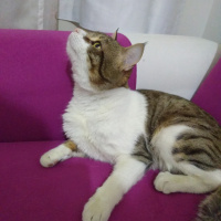 Tekir Kedi, Kedi  Bacaksız fotoğrafı