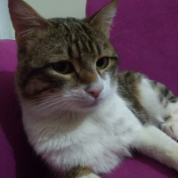 Tekir Kedi, Kedi  Bacaksız fotoğrafı
