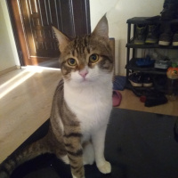 Tekir Kedi, Kedi  Bacaksız fotoğrafı