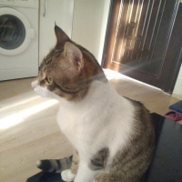Tekir Kedi, Kedi  Bacaksız fotoğrafı