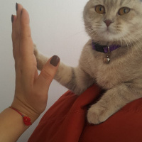 Scottish Fold, Kedi  muffin fotoğrafı