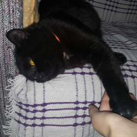 British Shorthair, Kedi  Gece fotoğrafı