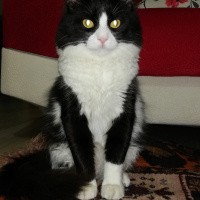 Abyssinian, Kedi  Kedi fotoğrafı