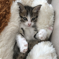 Tekir Kedi, Kedi  Pamuk fotoğrafı