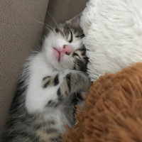 Tekir Kedi, Kedi  Pamuk fotoğrafı
