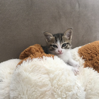Tekir Kedi, Kedi  Pamuk fotoğrafı