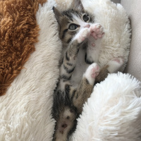 Tekir Kedi, Kedi  Pamuk fotoğrafı