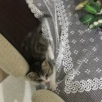 Tekir Kedi, Kedi  Pamuk fotoğrafı