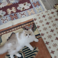 İran Kedisi (Persian), Kedi  Sherlock fotoğrafı