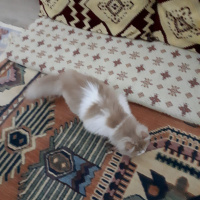 İran Kedisi (Persian), Kedi  Sherlock fotoğrafı