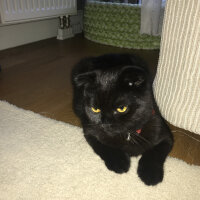 Scottish Fold, Kedi  zagor fotoğrafı