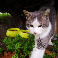 Tekir Kedi, Kedi  Liman fotoğrafı