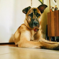 Belçika Malinois, Köpek  Anten fotoğrafı
