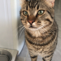 Tekir Kedi, Kedi  Midas fotoğrafı