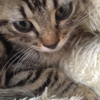 Tekir Kedi, Kedi  Duman fotoğrafı