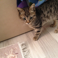Tekir Kedi, Kedi  Duman fotoğrafı