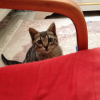 Tekir Kedi, Kedi  Duman fotoğrafı