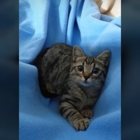 Tekir Kedi, Kedi  Duman fotoğrafı