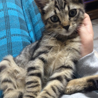 Tekir Kedi, Kedi  Duman fotoğrafı