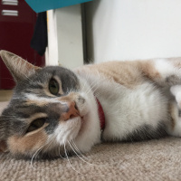 Tekir Kedi, Kedi  Fındık fotoğrafı