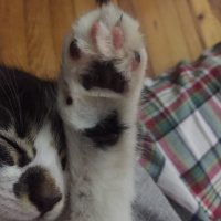 Tekir Kedi, Kedi  Feriş fotoğrafı
