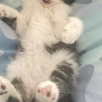 Tekir Kedi, Kedi  Feriş fotoğrafı