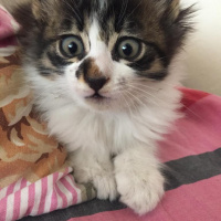 Tekir Kedi, Kedi  Feriş fotoğrafı