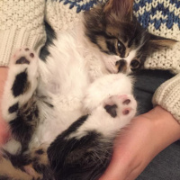 Tekir Kedi, Kedi  Feriş fotoğrafı