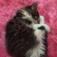 Tekir Kedi, Kedi  Feriş fotoğrafı