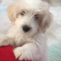 Maltese, Köpek  Ponçik fotoğrafı