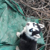 Sibirya Kurdu (Husky), Köpek  ARYA fotoğrafı