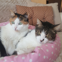 Soke, Kedi  Brendi fotoğrafı