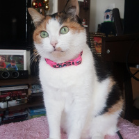 Soke, Kedi  Brendi fotoğrafı