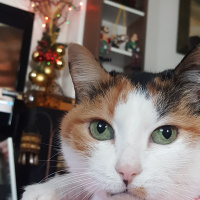 Soke, Kedi  Brendi fotoğrafı