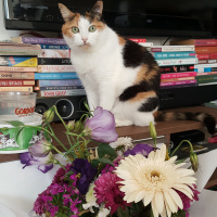 Soke, Kedi  Brendi fotoğrafı