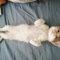 Sarman, Kedi  Piko fotoğrafı