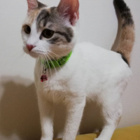 Sarman, Kedi  Piko fotoğrafı