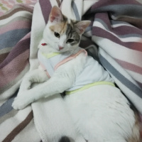 Sarman, Kedi  Piko fotoğrafı