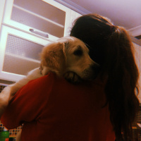 Golden Retriever, Köpek  Lokum fotoğrafı
