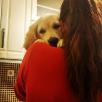 Golden Retriever, Köpek  Lokum fotoğrafı