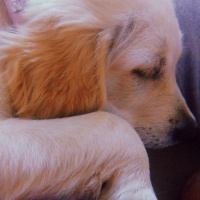 Golden Retriever, Köpek  Lokum fotoğrafı